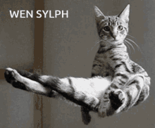 sylph cat