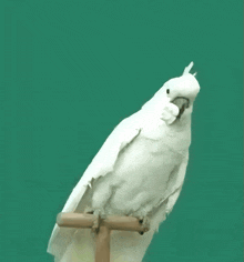Parrot Wtf GIF - Parrot Wtf Shocked GIFs