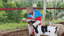 a man in a straw hat is feeding a baby cow