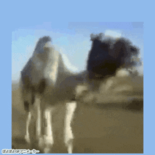 Camello Ytpmv GIF - Camello Ytpmv Looking Around GIFs