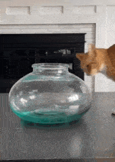 Cat Liquid GIF - Cat Liquid Jar GIFs
