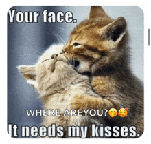 two kittens kissing each other with the caption " your face where are you ? it needs my kisses "