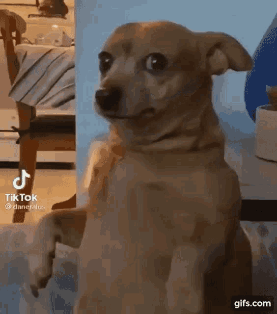Dog Cachorro GIF - Dog Cachorro Tenso - Discover & Share GIFs