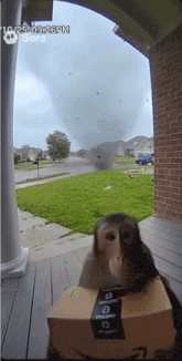 a monkey sits on a cardboard box that says amazon prime on it