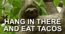 Taco Tuesday Hang In There And Eat Tacos GIF - Taco Tuesday Hang In There And Eat Tacos Tacos GIFs