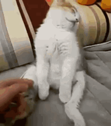 Cat Plop GIF - Cat Plop Sleep GIFs