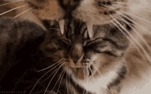 Cat Yawn GIF - Cat Yawn Loop GIFs