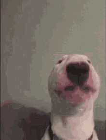 Walter Bull Terrier GIF - Walter Bull Terrier Dog GIFs