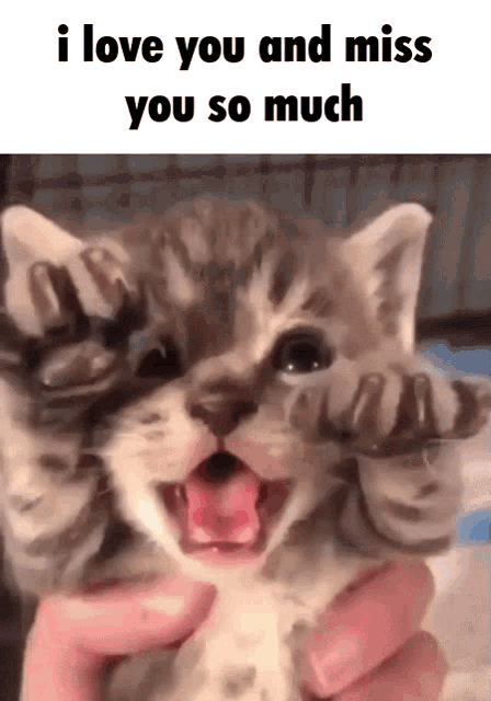 i love you this much cat meme