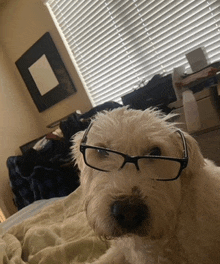a dog wearing glasses is laying on a bed