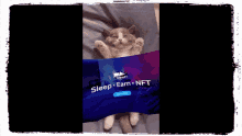 Cat Sleefi GIF - Cat Sleefi Web3 GIFs