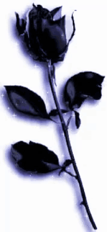 goth blackrose