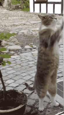 Cats Busy GIF - Cats Busy GIFs