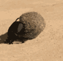bug rolling dung push pushing