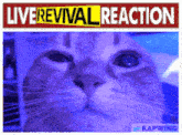 a picture of a cat with the words live revival reaction on top