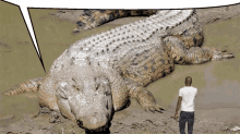 big crocodile big crocofile crocodile lolong