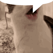 cat nose scrunch speech bubble scrungy