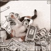 a cat is laying on top of a pile of dollar bills .