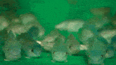 a group of fish are swimming in a green tank looking at the camera .