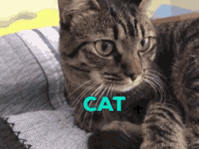 Cat Cute GIF - Cat Cute Stare GIFs