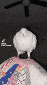Bird Birb GIF - Bird Birb Meme GIFs