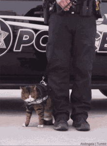 Oscar Cat Police Cat GIF - Oscar Cat Police Cat Smart GIFs