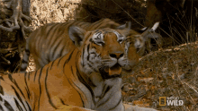 Cuddling Tiger Cub Searching For The Tigress GIF - Cuddling Tiger Cub Searching For The Tigress Secret Life Of Tigers GIFs