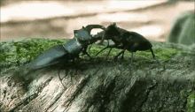 Stag Beetle GIF - Stag Beetle King GIFs