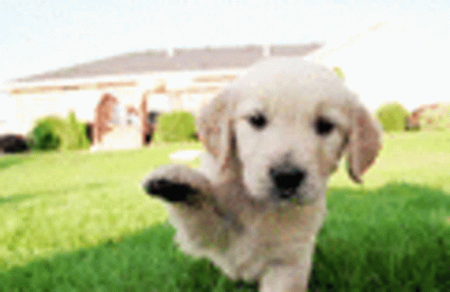 Cute Dog GIF - Cute Dog Animals - Discover & Share GIFs