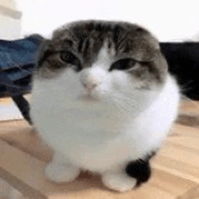 a close up of a cat standing on a wooden floor .