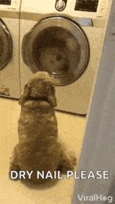 Viralhog Dog GIF - Viralhog Dog Cute Dog GIFs