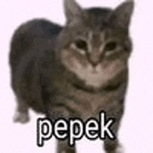 Pepek GIF - Pepek GIFs