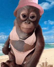 a baby monkey wearing a bikini and a pink hat