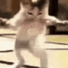 Cat Neko GIF - Cat Neko Dance GIFs