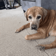 a brown dog laying on a carpet with a bike trainer in the background