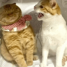 two cats are sitting next to each other and one is wearing a scarf