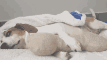 a brown and white dog laying on a blanket with a stuffed animal