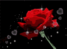 Red Rose Hearts GIF - Red Rose Hearts Love GIFs
