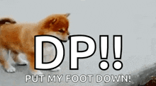 a shiba inu puppy is walking on the ground with the words dp put my foot down below it .