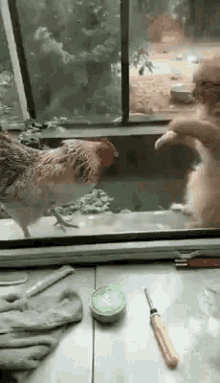 Funny Animal Fight GIF - Funny Animal Fight Cat Vs Chicken GIFs