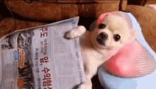 Me On The Weekends GIF - Dog Massage Relaxed GIFs