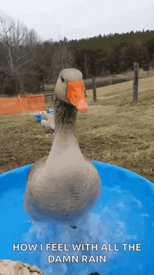 duck excited