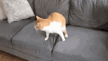 Cat Couch GIF - Cat Couch Escape GIFs