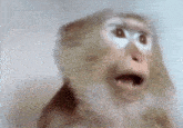 a close up of a monkey making a funny face .