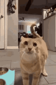Departure Meme GIF - Departure Meme Startled Cat GIFs