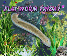 Flatworm Flatworms GIF - Flatworm Flatworms Picmix GIFs