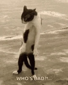 Troubled Cat GIF
