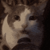 Cat Cat Meme GIF - Cat Cat Meme Drinking GIFs