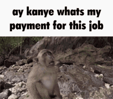 Kanye Monkey GIF