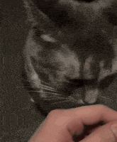 Cat Cat Stare GIF - Cat Cat Stare Cat Head Turn GIFs